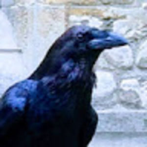 Meet your Posher, Logan